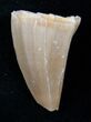 Fossil Mosasaurus Tooth #17027-1